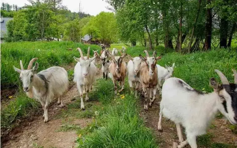 Agroturystyka ze zwierzętami w Dolnym Śląsku: idealne miejsca dla rodzin